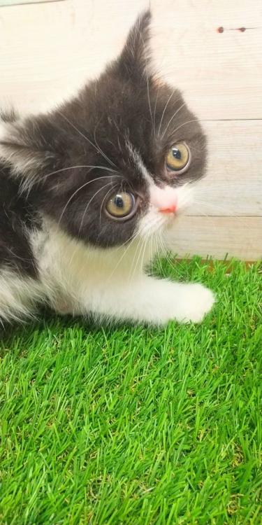 animal_image
