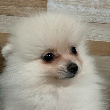 animal_image
