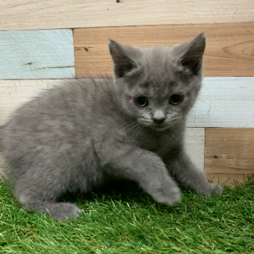 animal_image