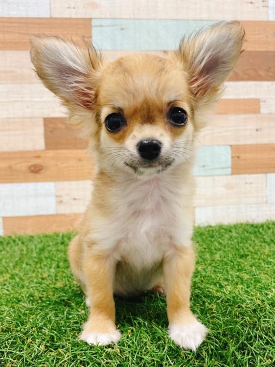 animal_image