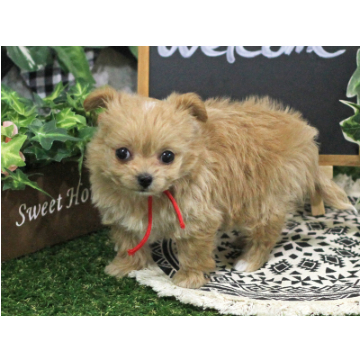 animal_image