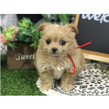 animal_image