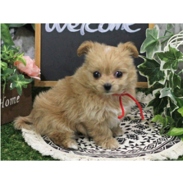 animal_image