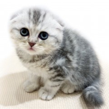 animal_image