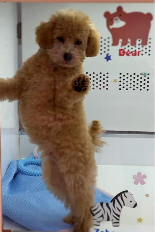 animal_image