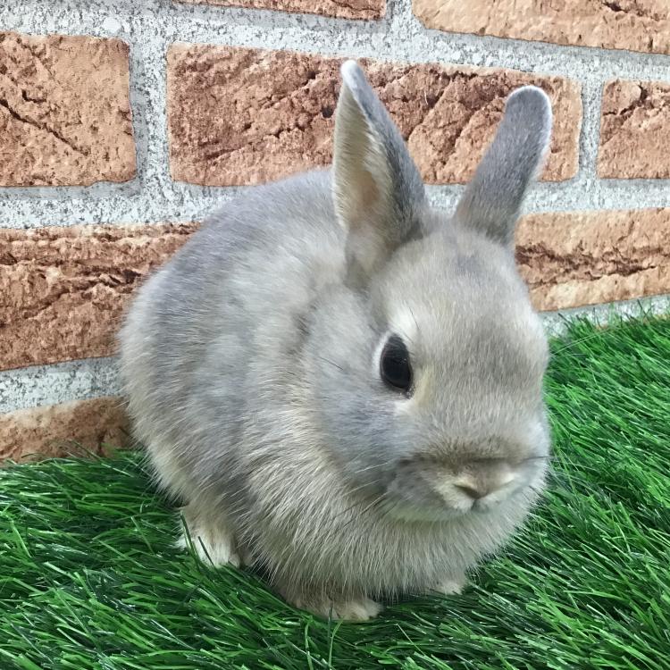 animal_image