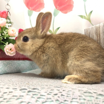 animal_image
