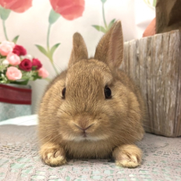 animal_image