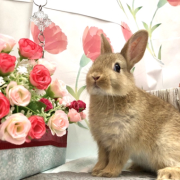 animal_image