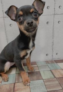 animal_image