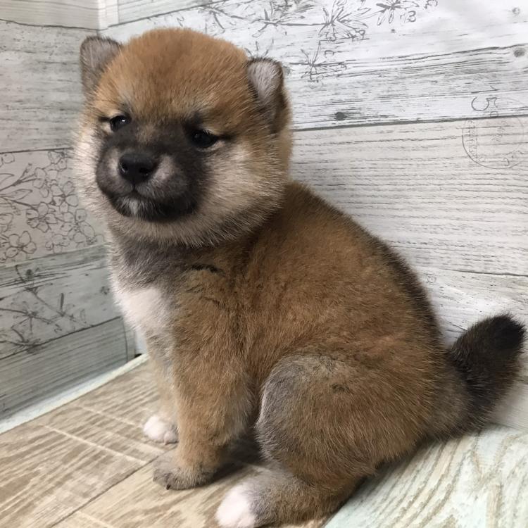 ペットショップ犬の家 吹田店の柴犬の詳細 ハローべいびぃ ペットショップ犬の家 吹田店の柴犬の詳細 ハローべいびぃ