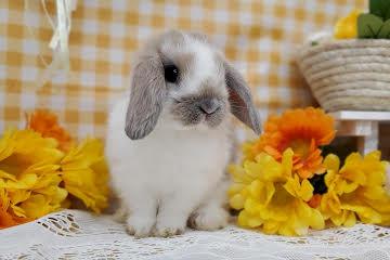 animal_image