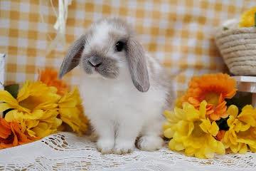 animal_image