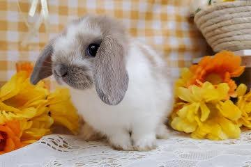 animal_image