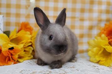 animal_image