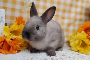 animal_image