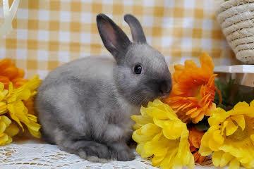 animal_image