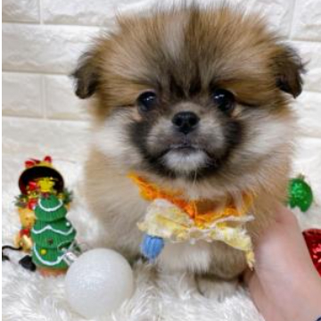 animal_image