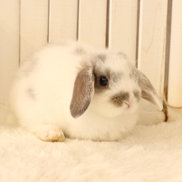 animal_image