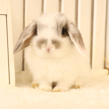 animal_image