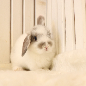 animal_image