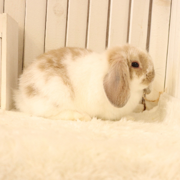 animal_image