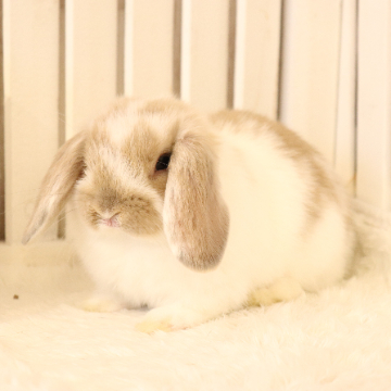 animal_image