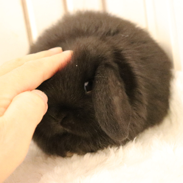 animal_image