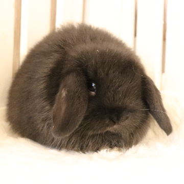animal_image
