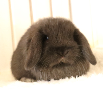 animal_image