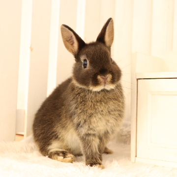 animal_image
