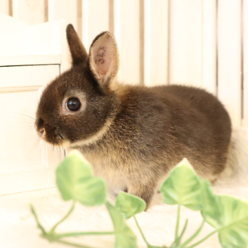 animal_image