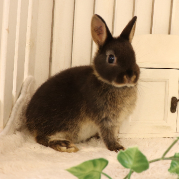 animal_image