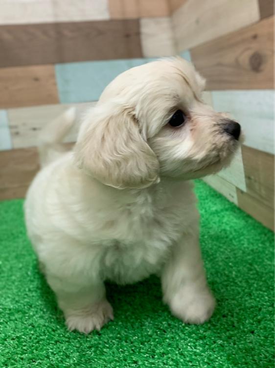 animal_image