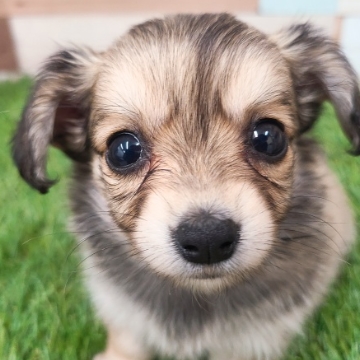 animal_image