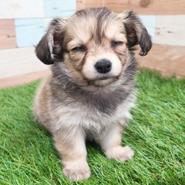 animal_image
