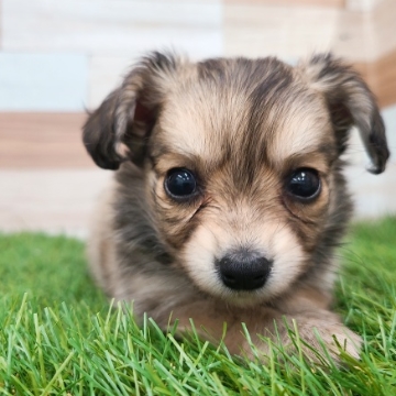 animal_image
