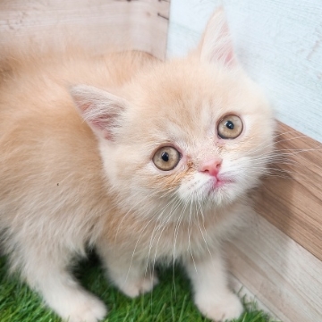 animal_image