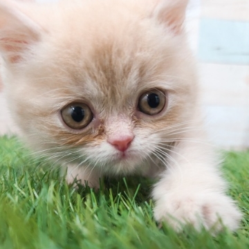 animal_image