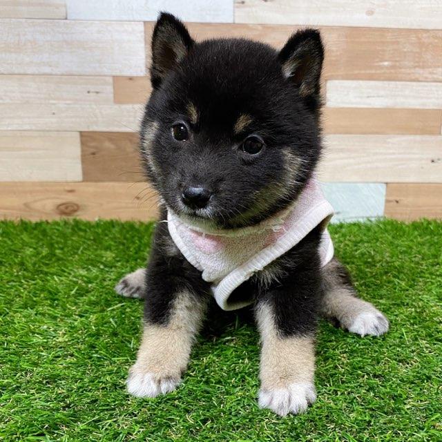 animal_image