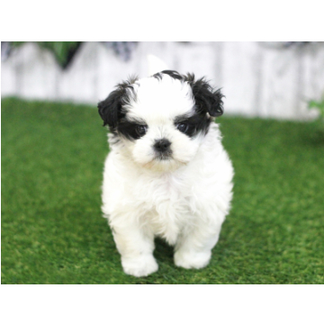 animal_image