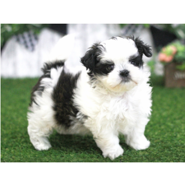 animal_image