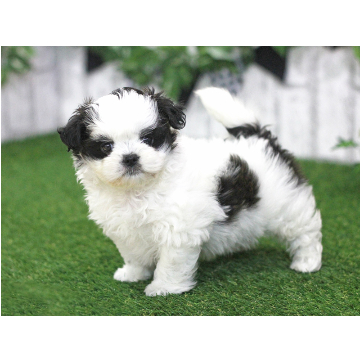 animal_image