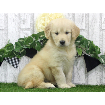 animal_image