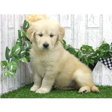 animal_image