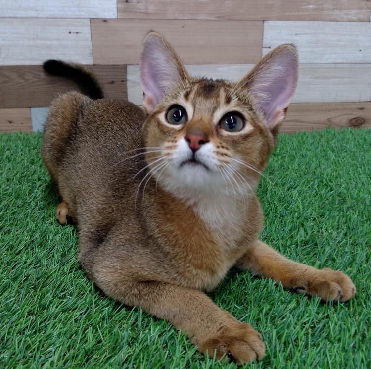 animal_image