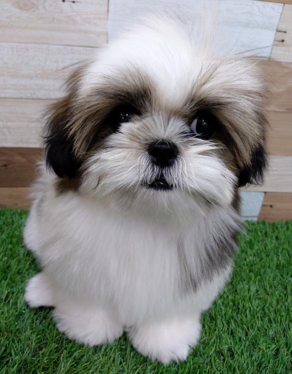 animal_image