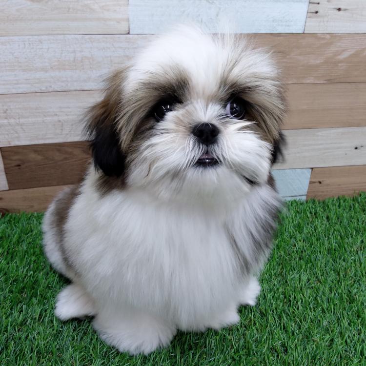 animal_image