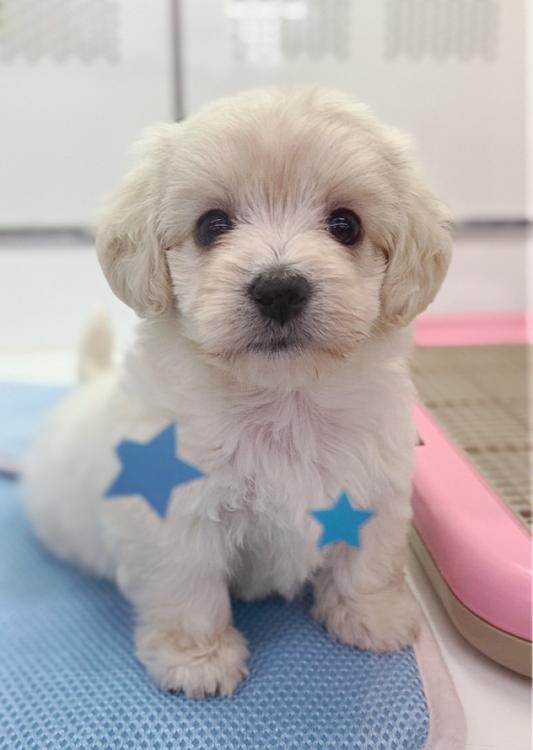 animal_image