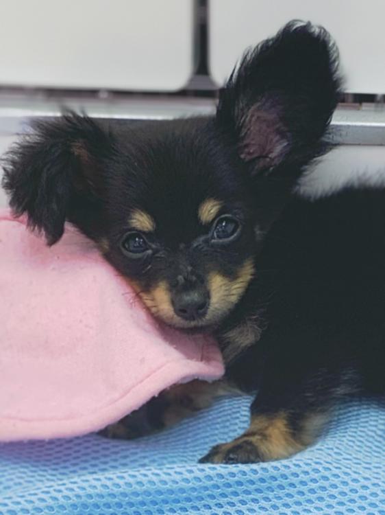 animal_image